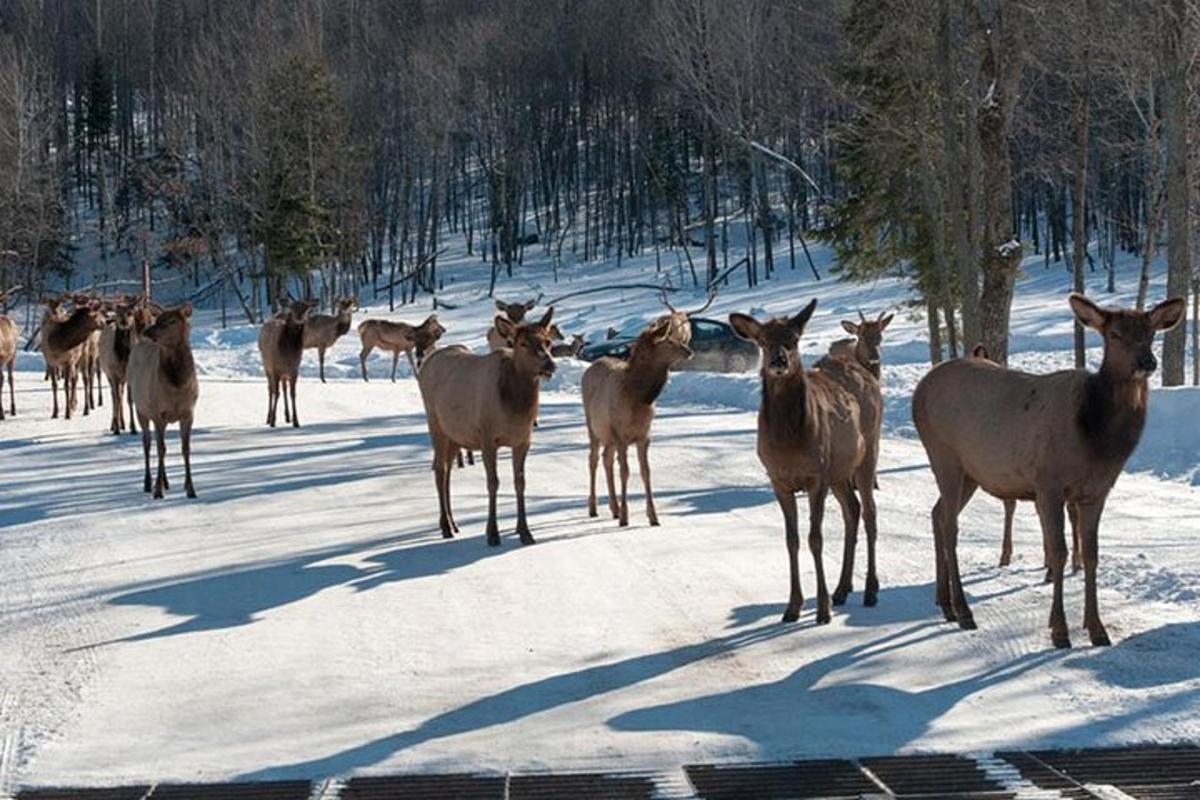 un ramat de cérvols dempeus a la neu