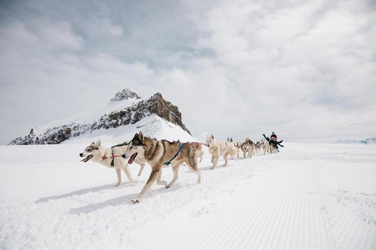 a group of dogs running in the snow