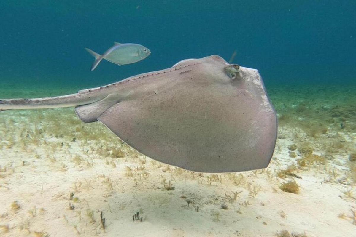 una pastinaca sta nuotando nell'oceano