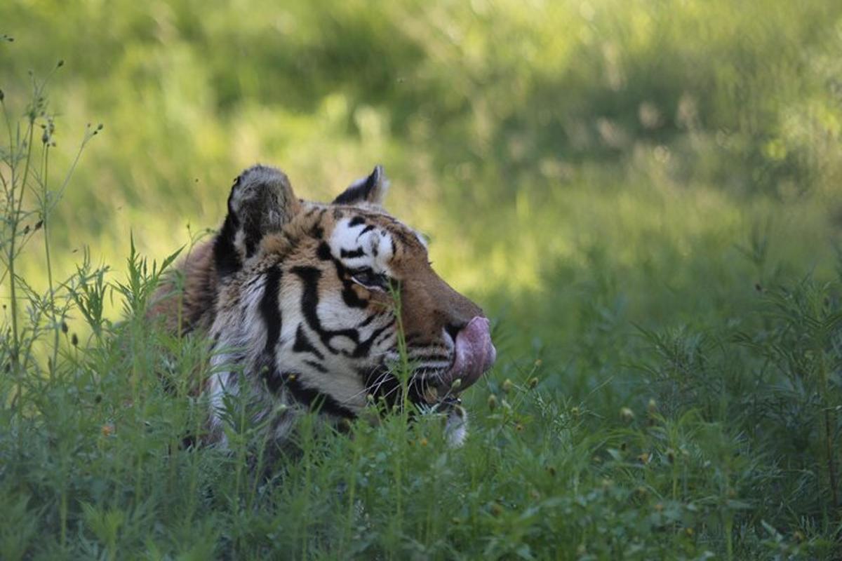 a tiger cub playing in a field of grass