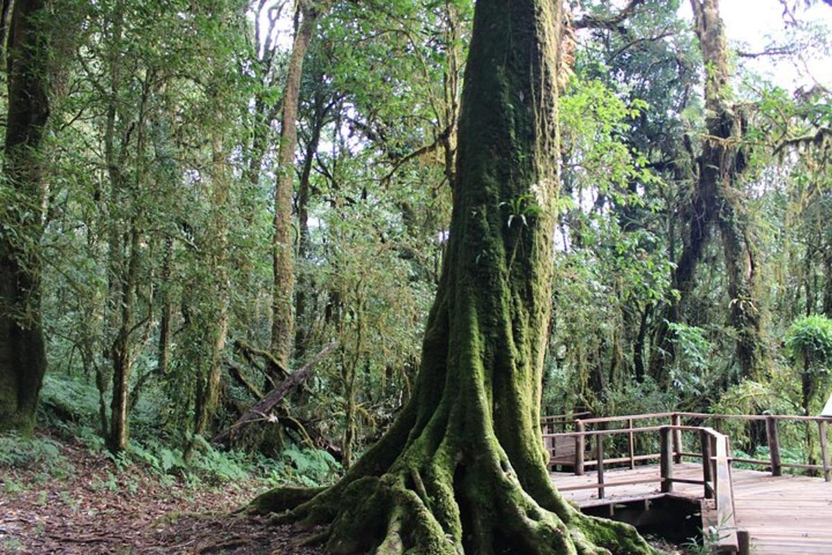 un banc assegut sota un arbre en un bosc