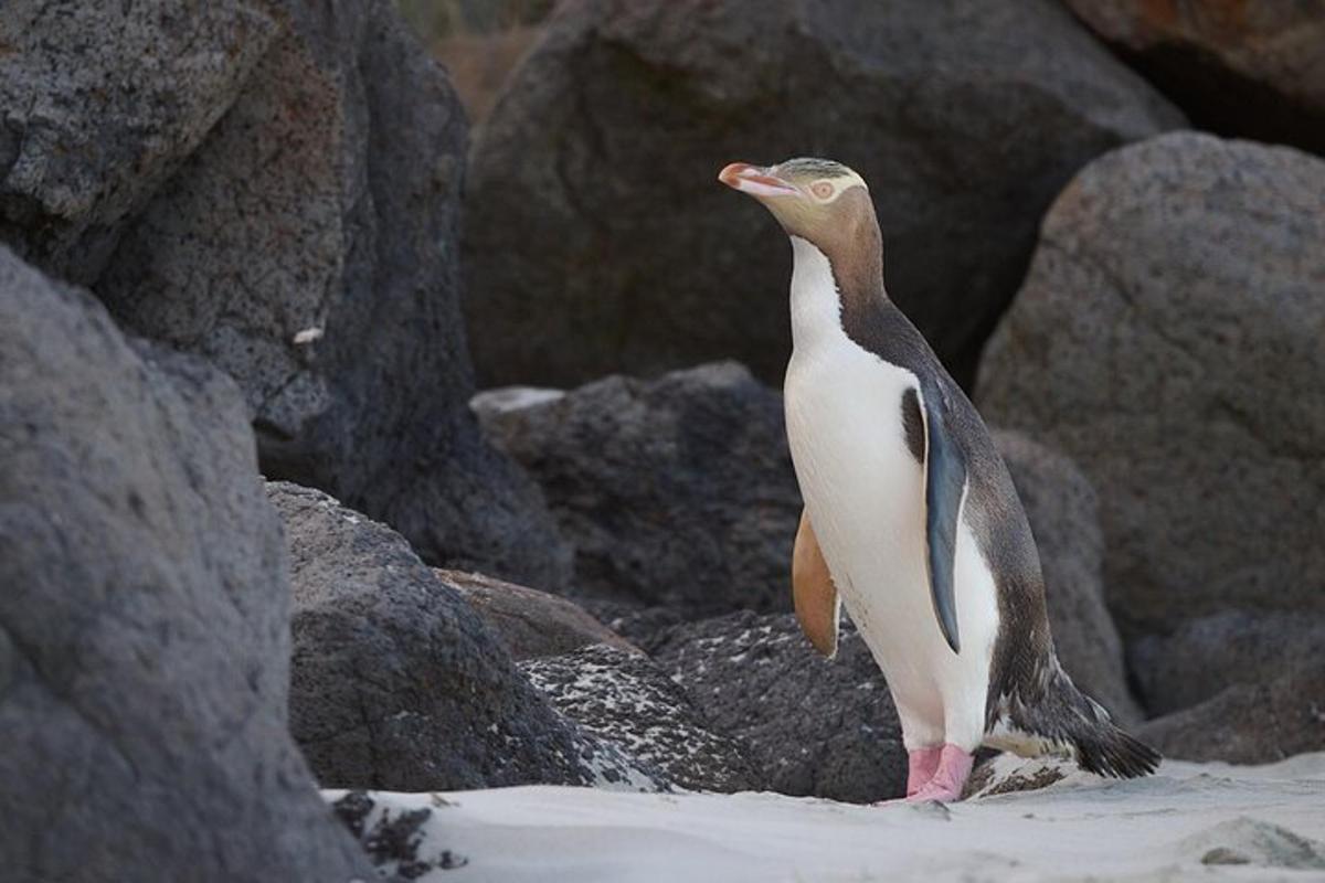a penguin standing on the beach with rocks