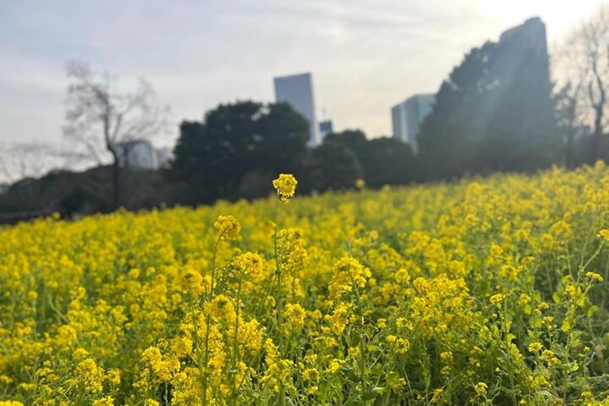 en gul blomst i et felt med gule blomster
