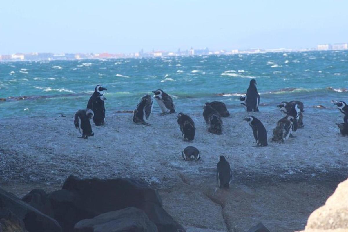 pingviinide grupp rannas jalutamas