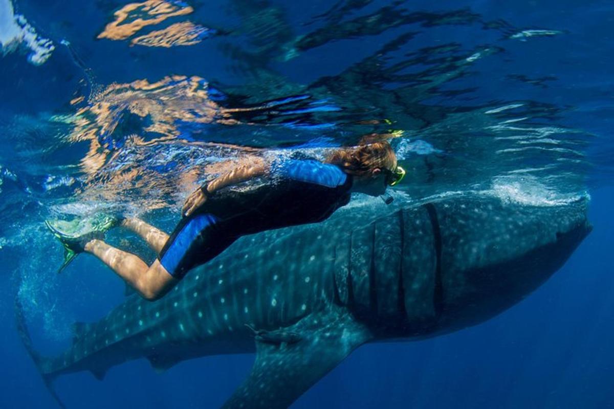 una persona nedant al costat d'un tauró balena a l'aigua