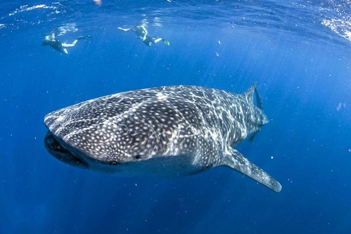 uno squalo balena che nuota nell'acqua blu