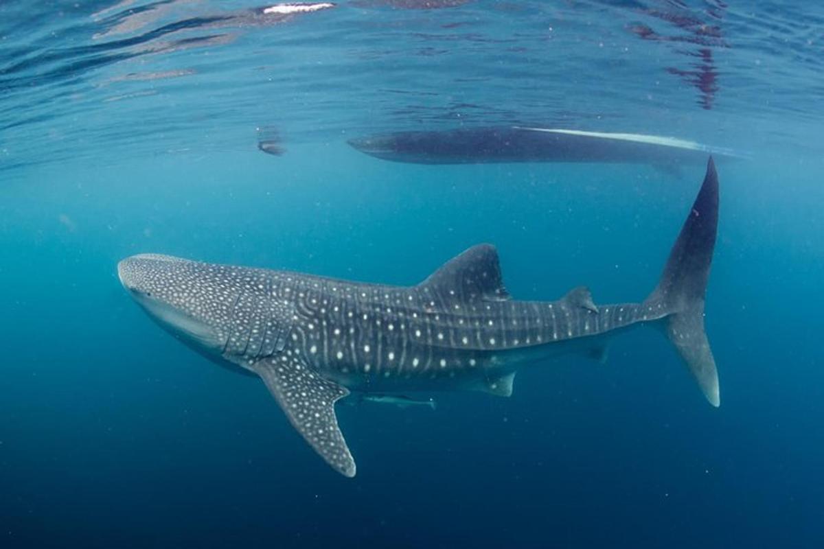 uno squalo balena che nuota nell'oceano con