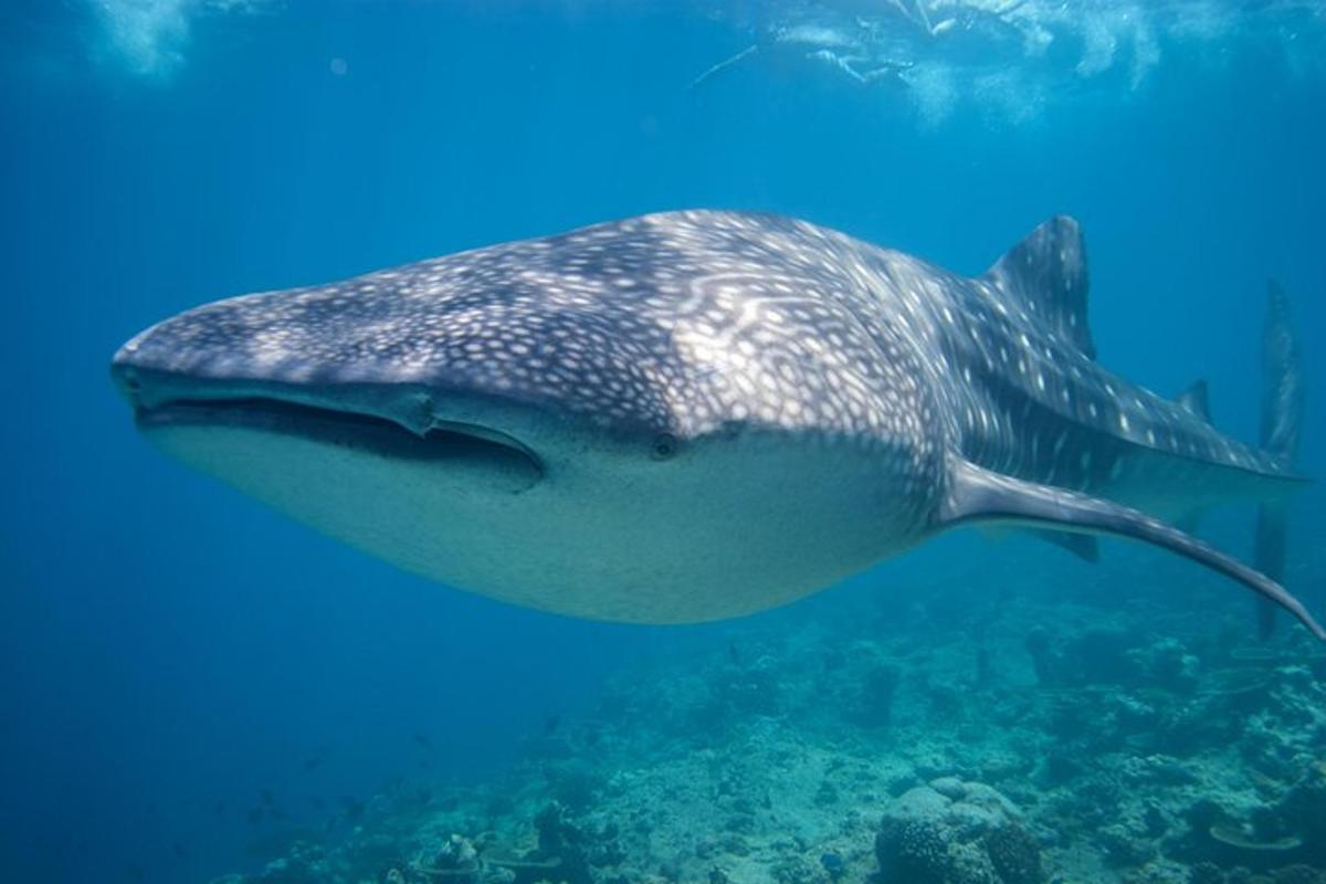 uno squalo balena che nuota nell'acqua