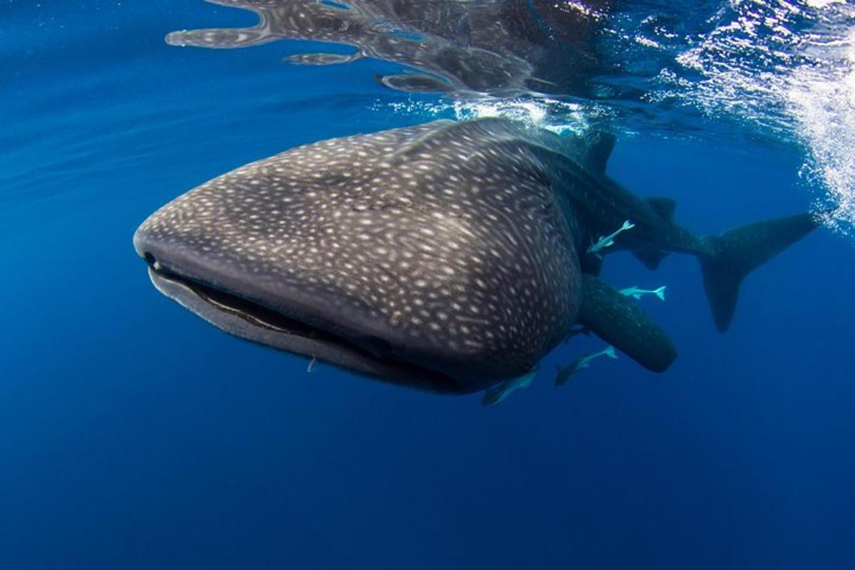 un tauró balena nedant a l'aigua