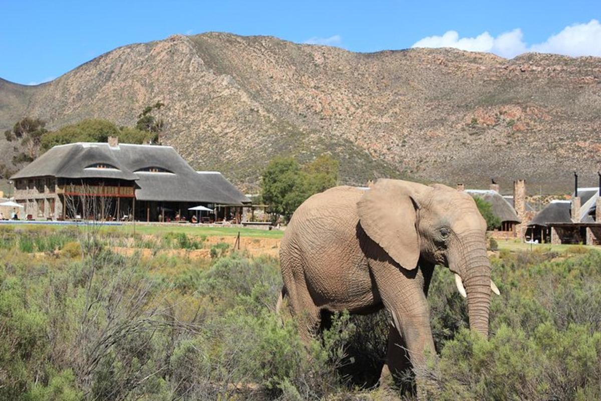 un elefante che cammina nell'erba davanti a un edificio