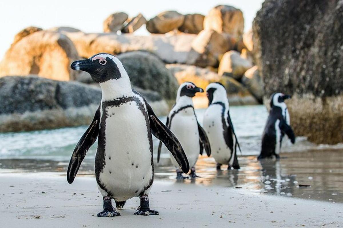 sekumpulan penguin berdiri di pantai