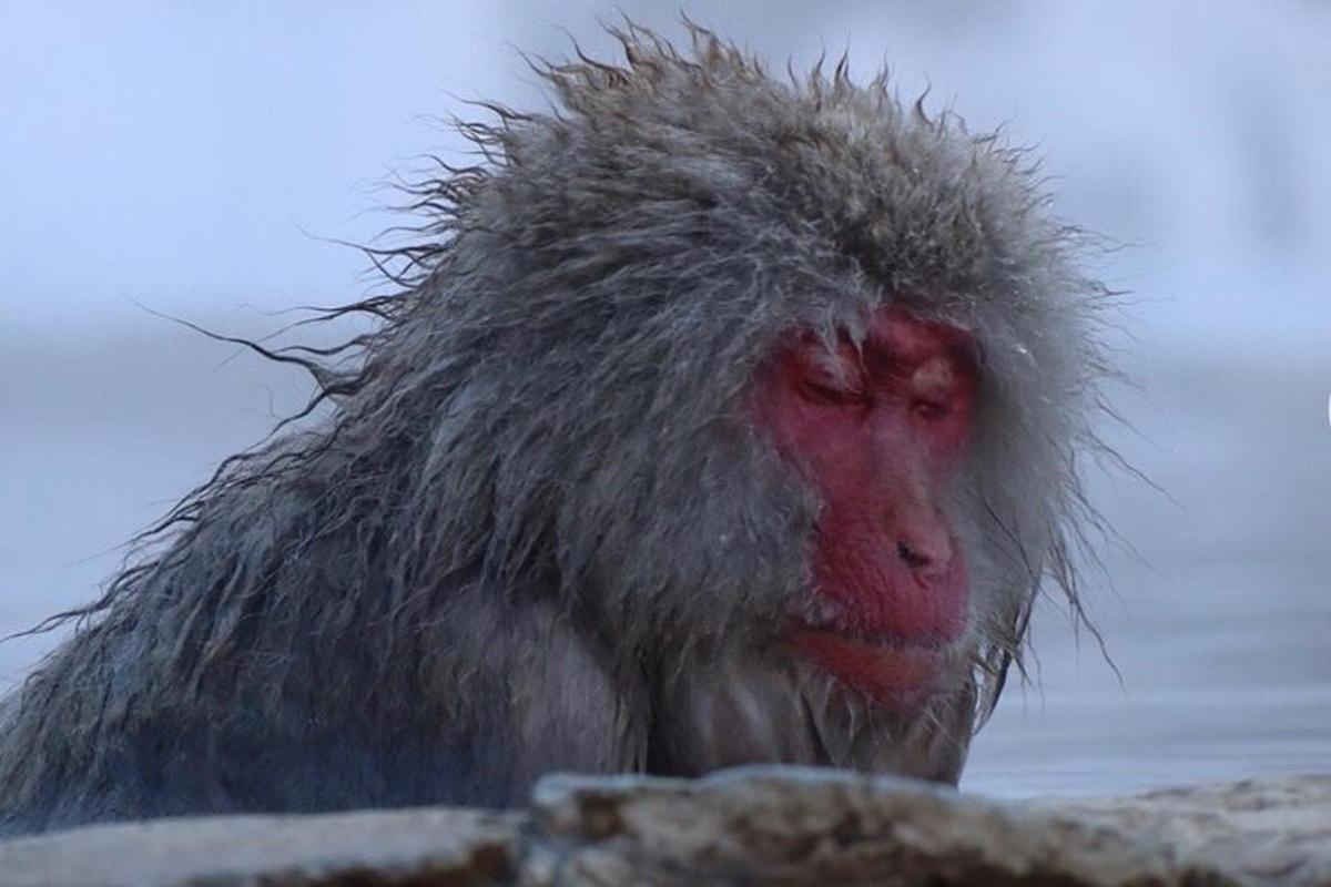 una scimmia con i peli sulla testa