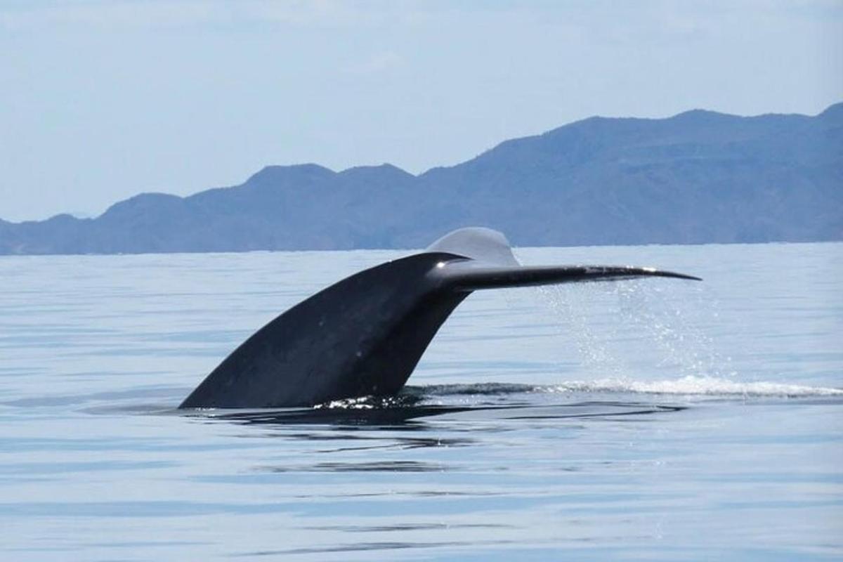 Lankytinos vietos ar pramogos nuotrauka numeris 1