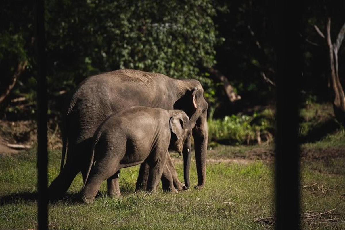 a baby elephant standing next to an adult elephant