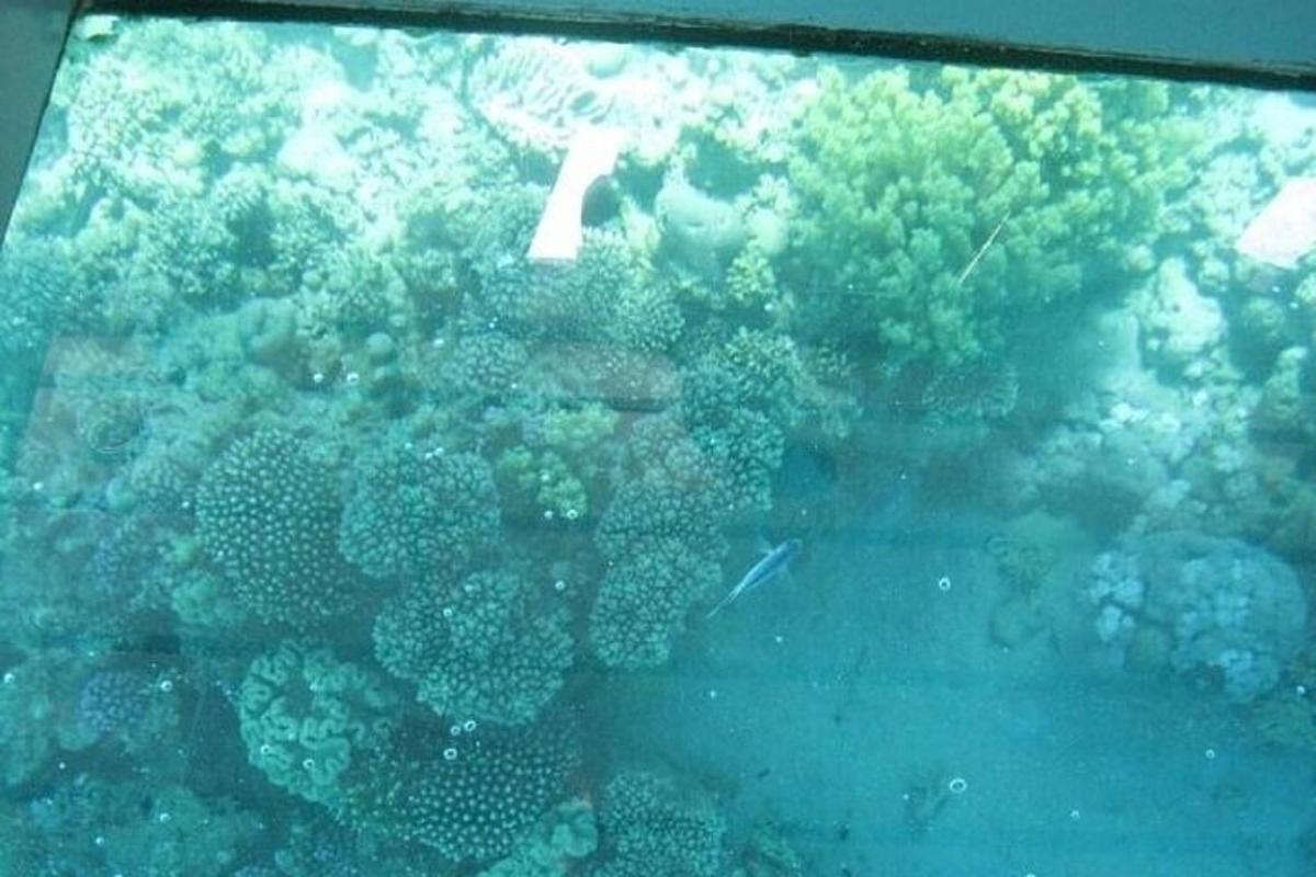 a view of a coral reef in an aquarium