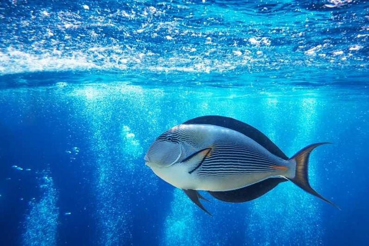a fish swimming in the blue water