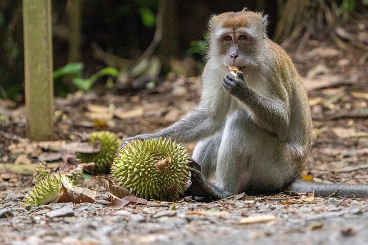 opice sedící na zemi a jíst durian