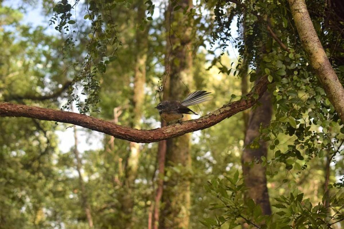 Fotografia 5 a atracției