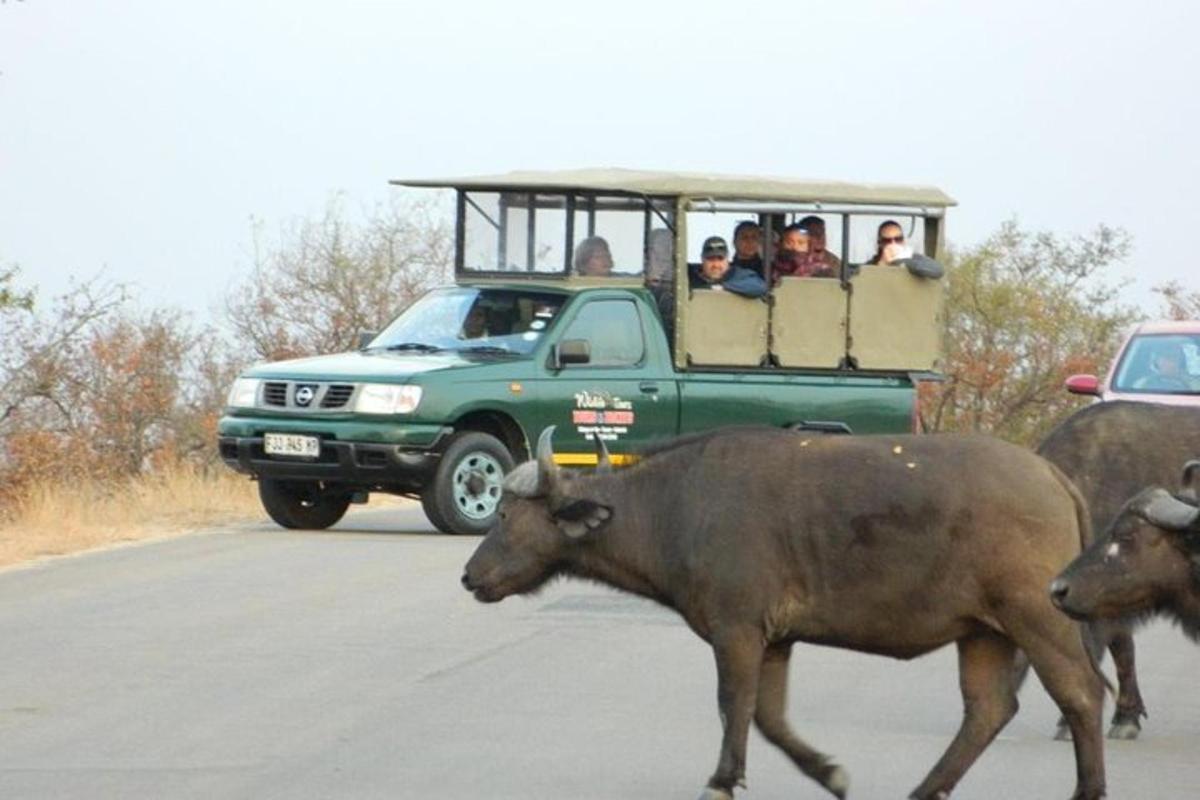 a herd of cows crossing a road with a jeep