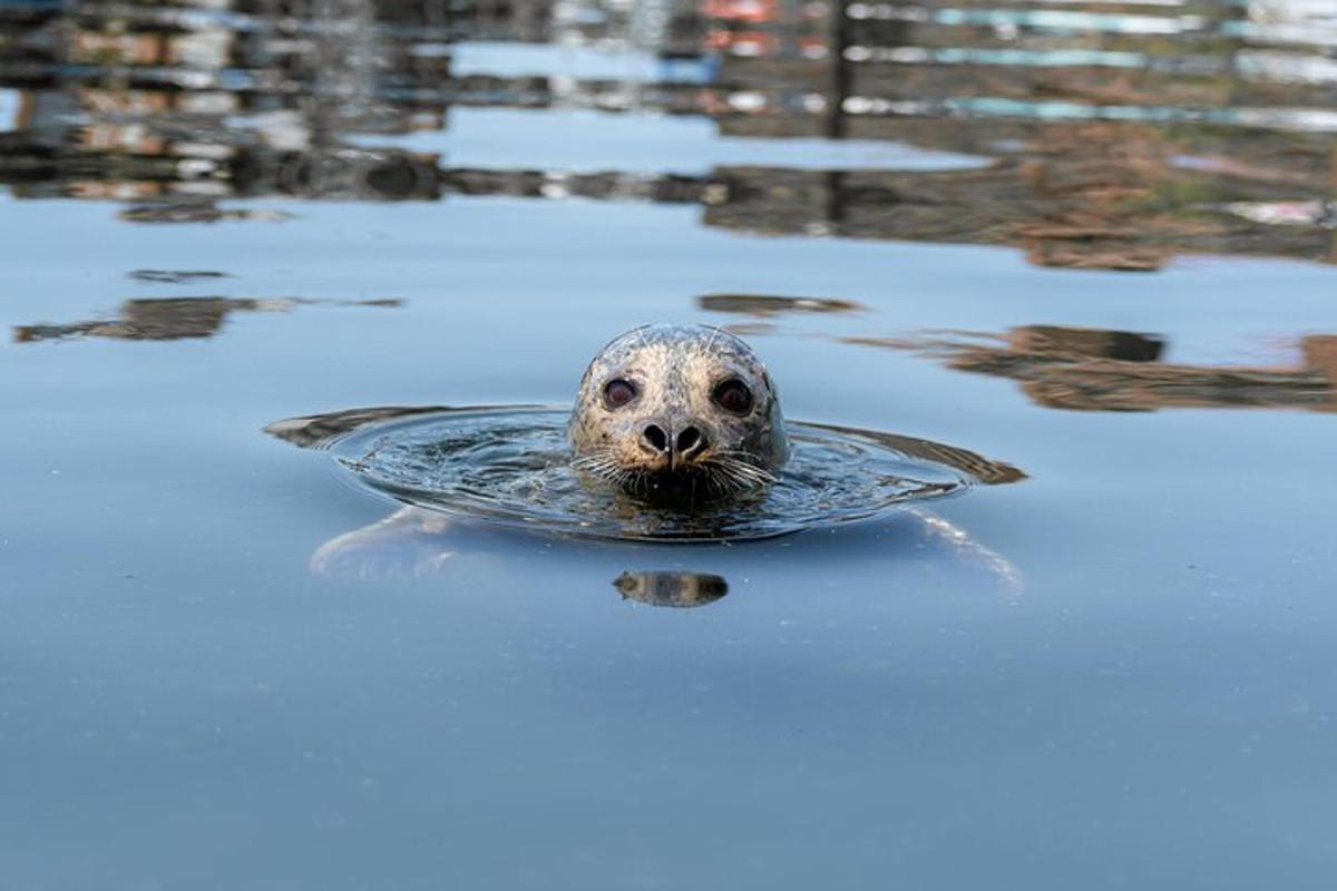 アザラシが水中で泳いでいる