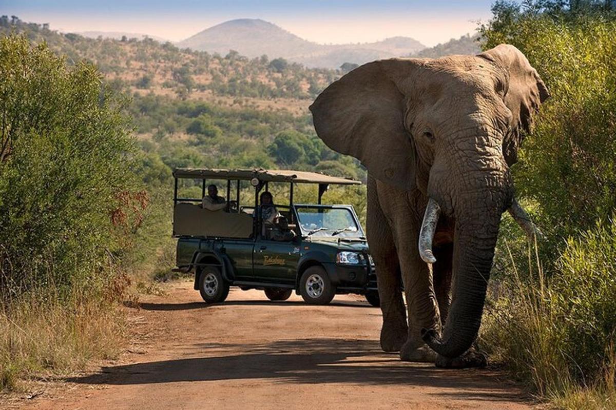 een olifant die met een auto over een onverharde weg loopt