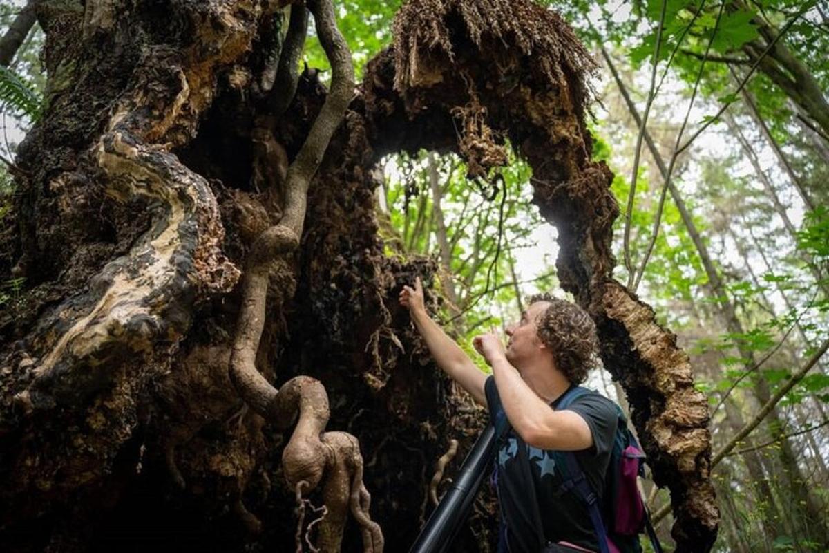 Un hombre parado junto a un árbol en un bosque.