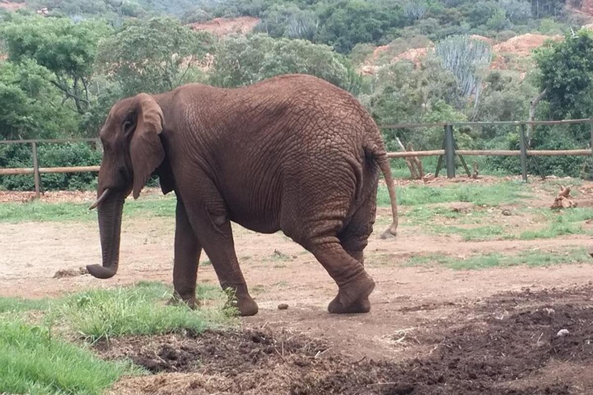 an elephant walking on a dirt road