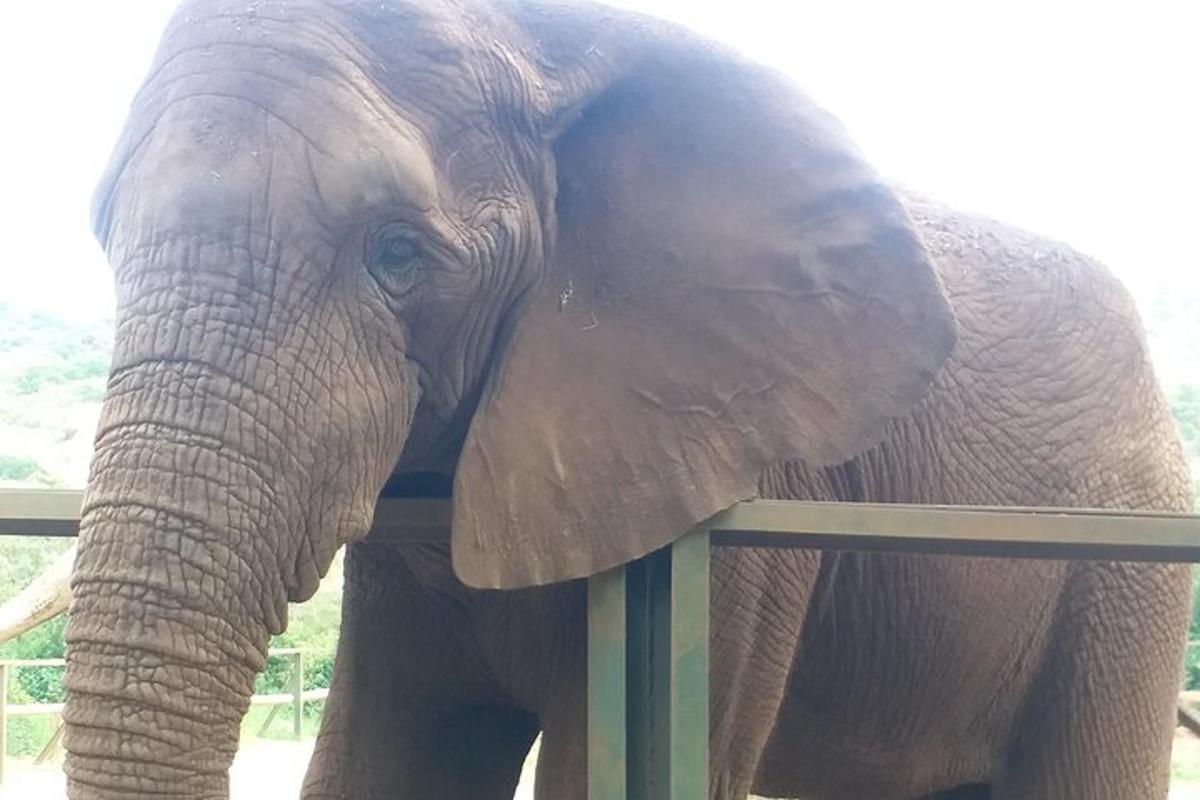 an elephant is standing next to a fence