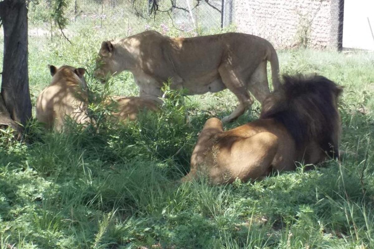 Δύο λιοντάρια στέκονται στο γρασίδι με τρία λιοντάρια ξαπλωμένα στο γρασίδι
