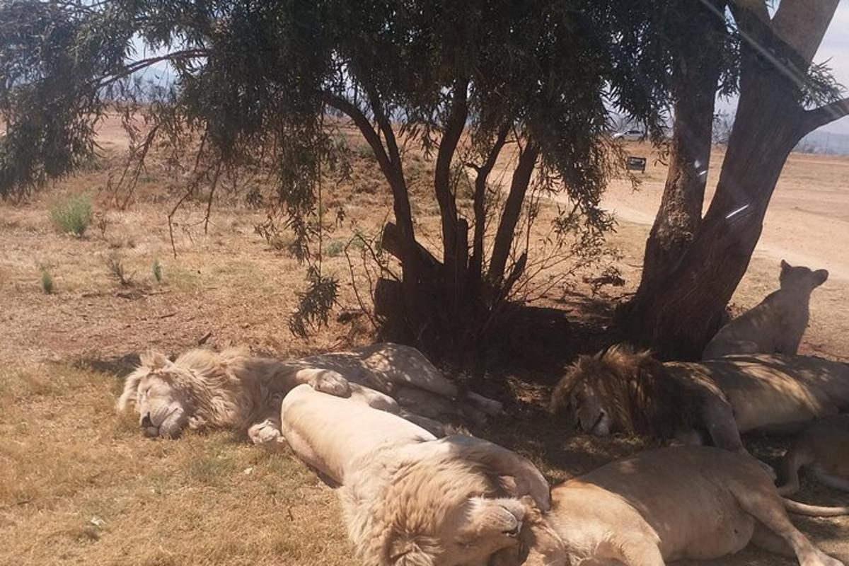 un grup d'animals estirats a l'herba sota un arbre