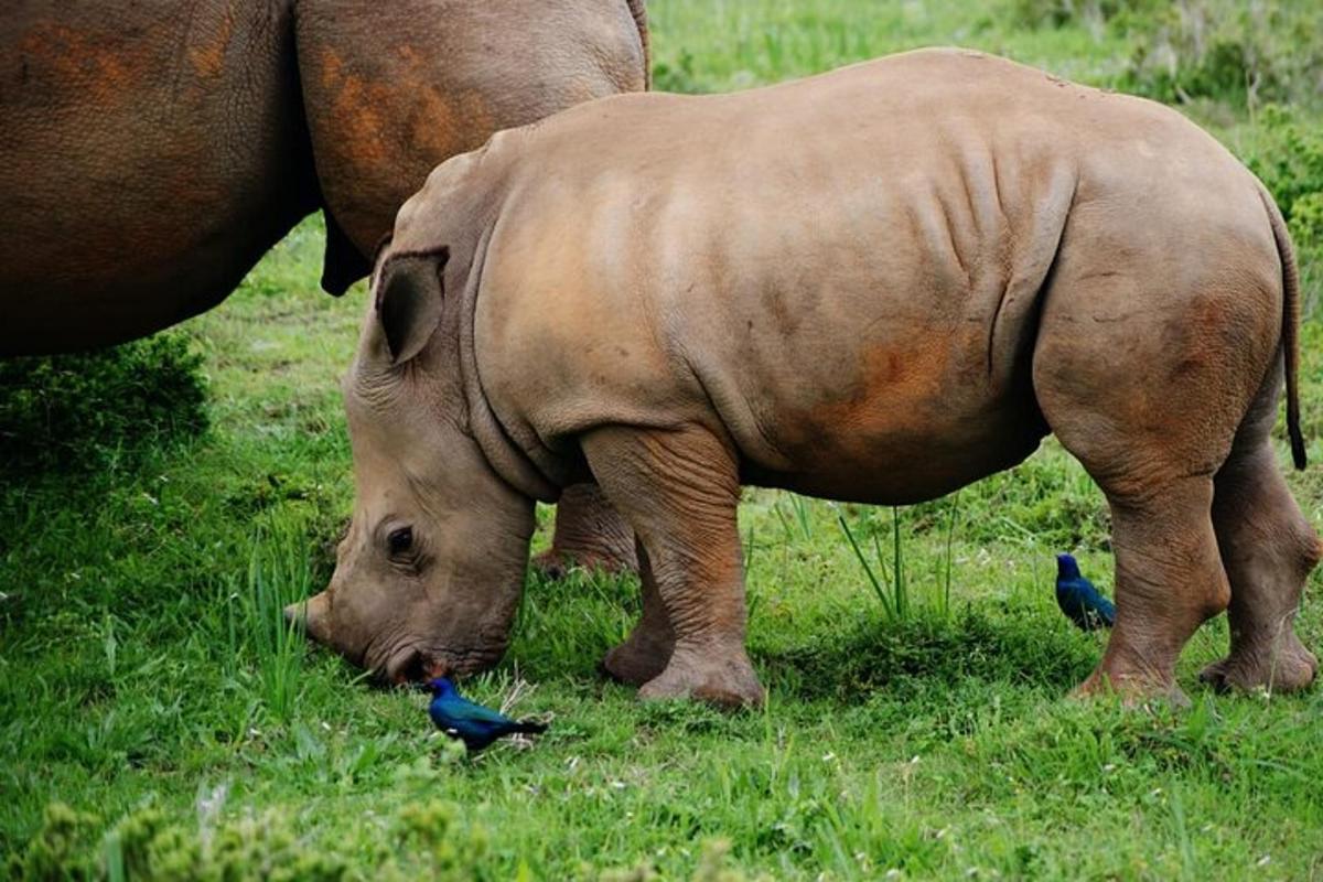 a rhino eating grass with birds around it