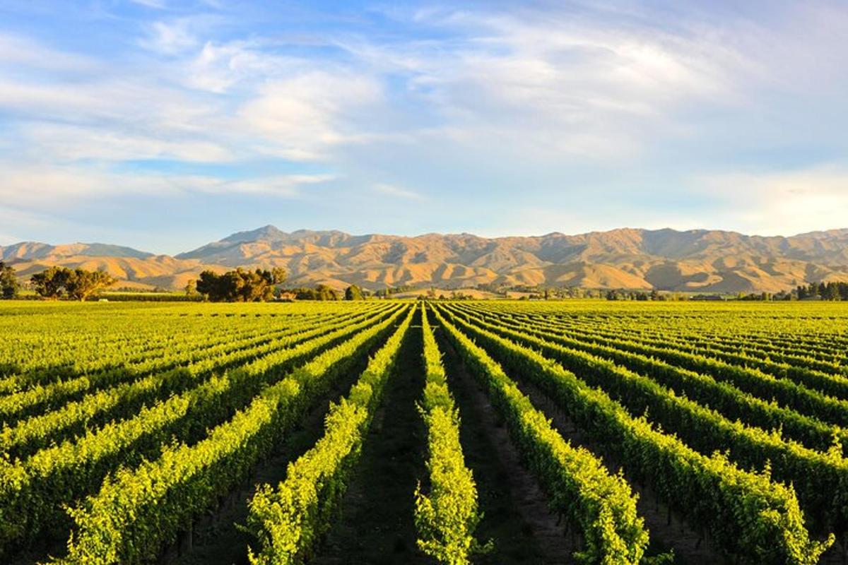 a field of crops with mountains in the background