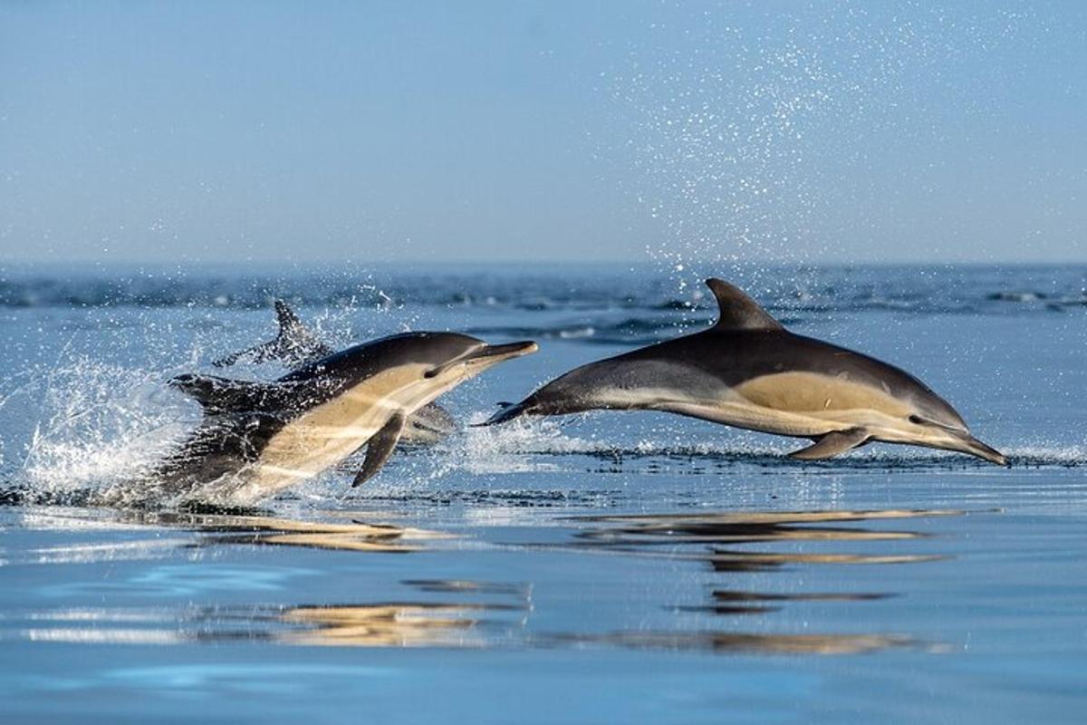 海の水中でジャンプする2頭のイルカ