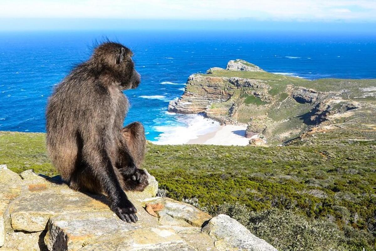 un mico assegut en una roca amb vistes a l'oceà
