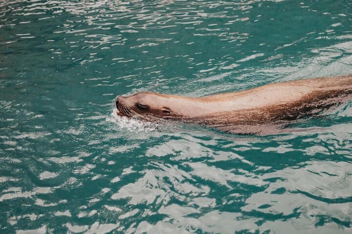 水中で泳いでいる人