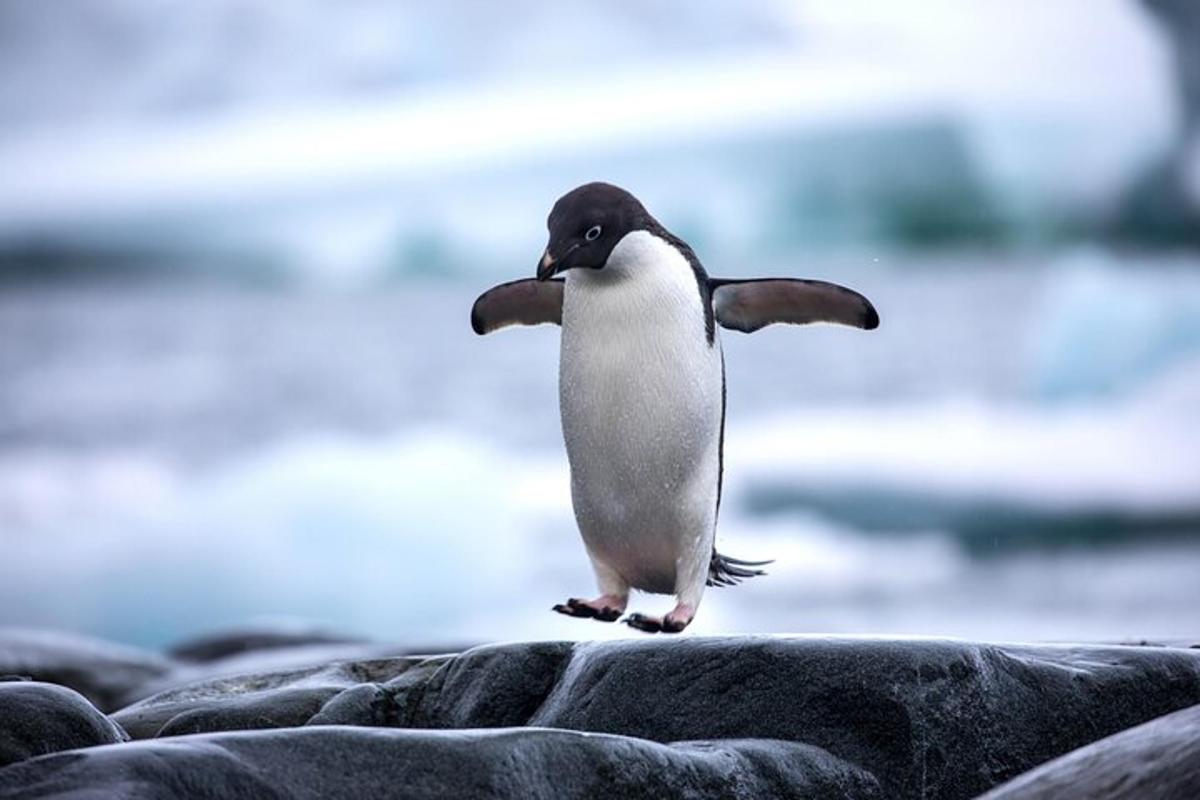 un pinguin sărind pe o stâncă