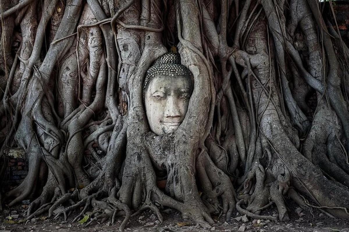 a head in the tree roots of a statue