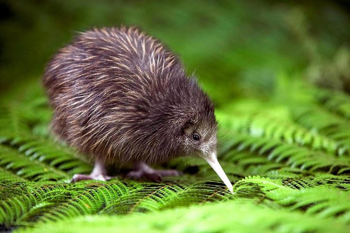 a small hedgehog standing on a fern sidx sidx