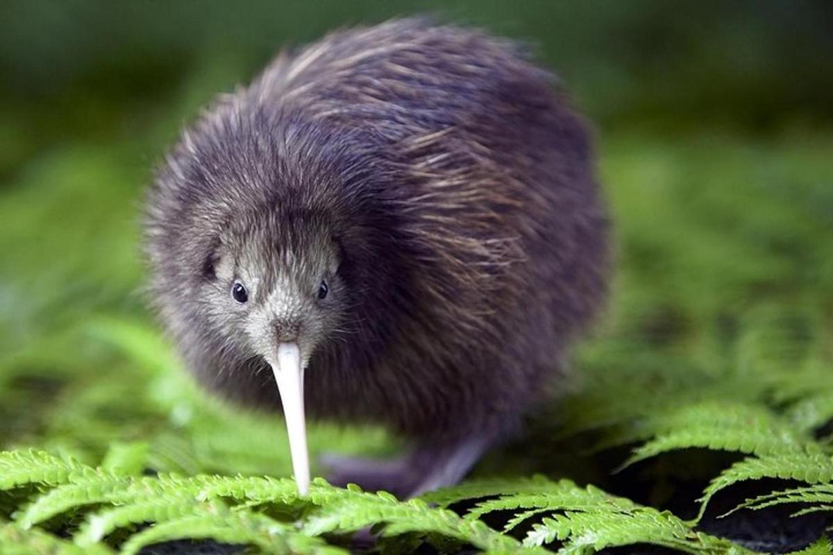 a small hedgehog standing in the grass