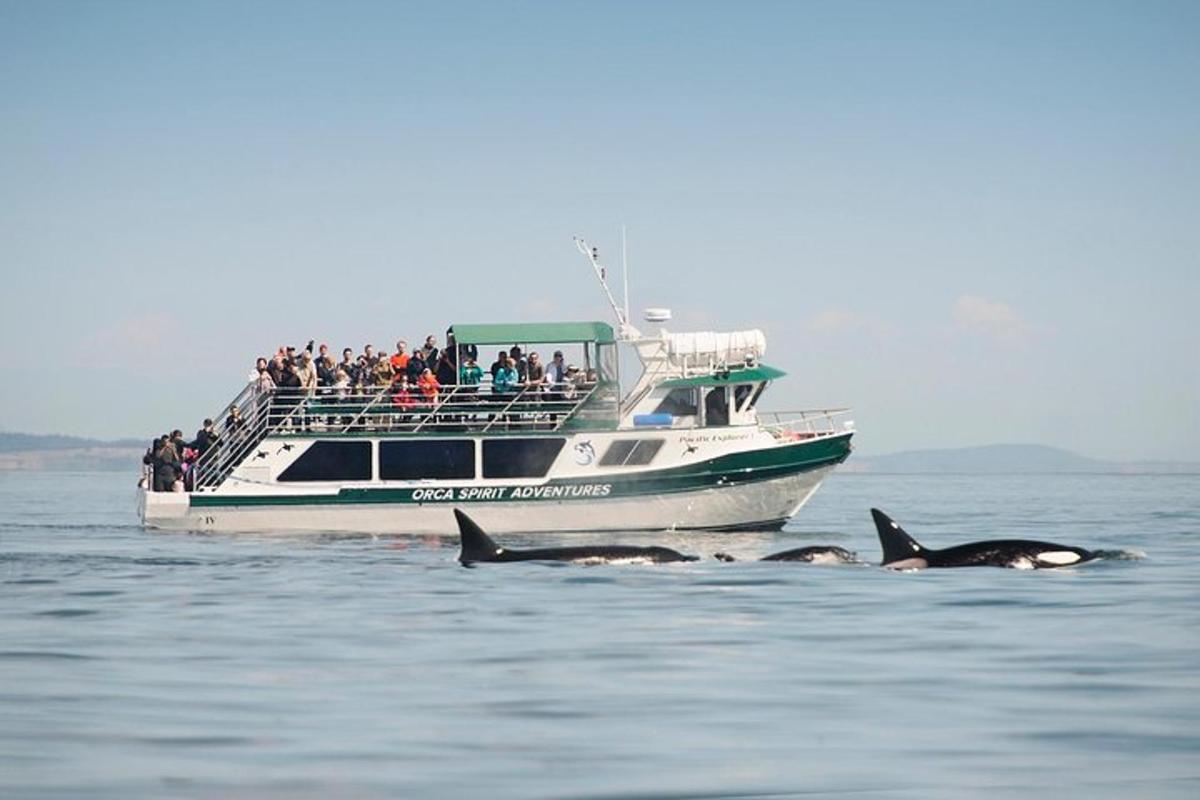 a group of people on a boat and two killer whales