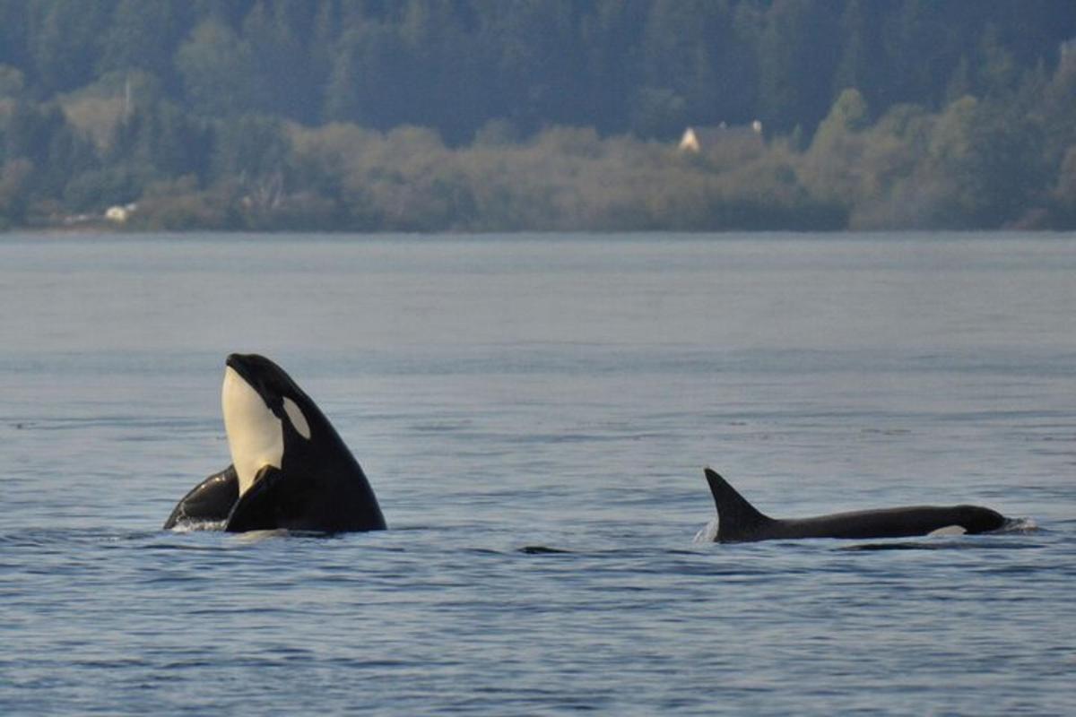 two killer whales swimming in a body of water