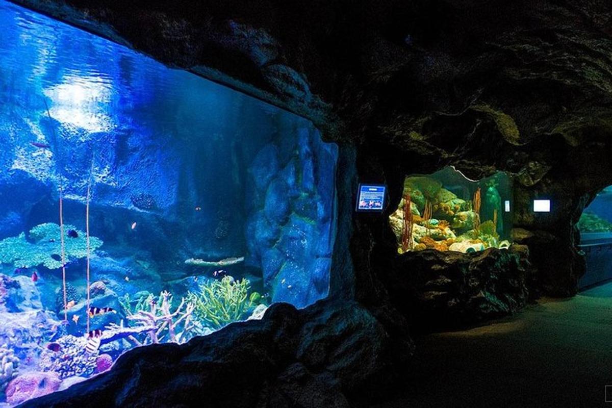 a large aquarium filled with lots of fish