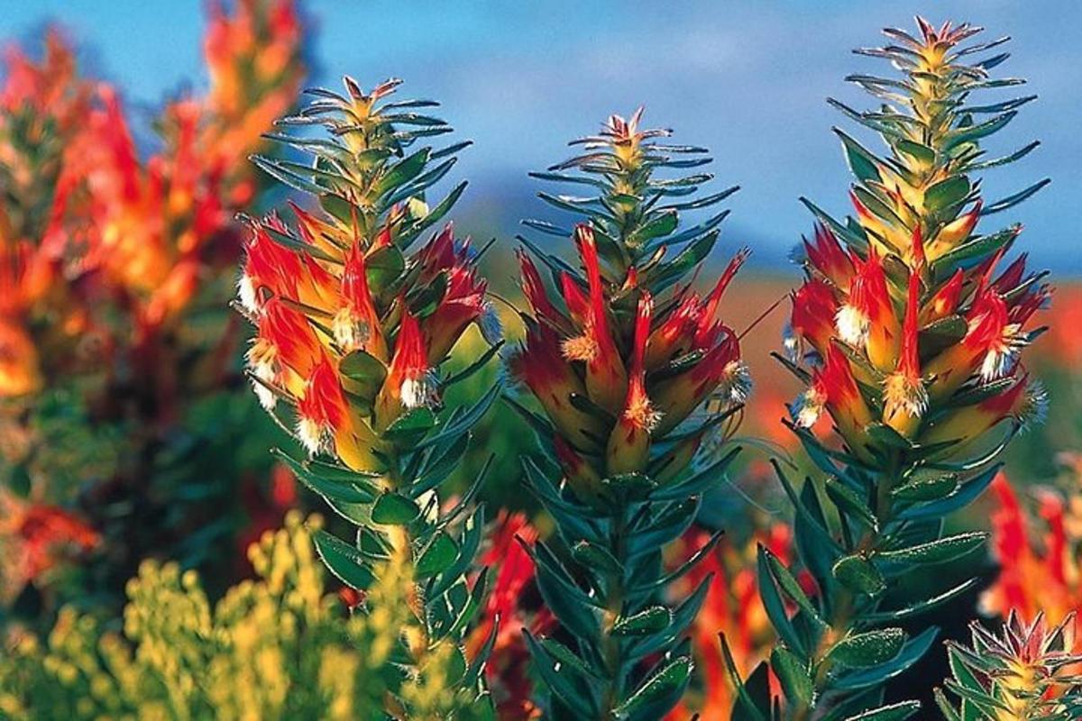 a group of plants with red and yellow flowers