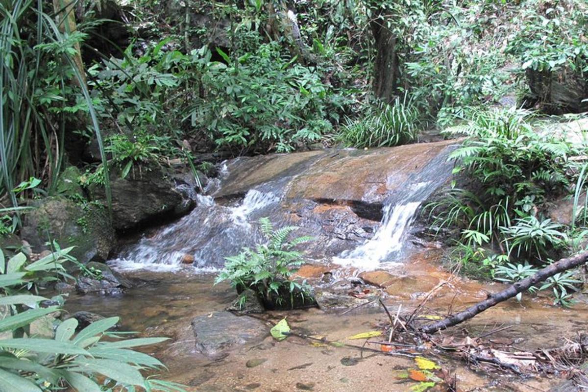uma pequena cachoeira no meio de uma floresta