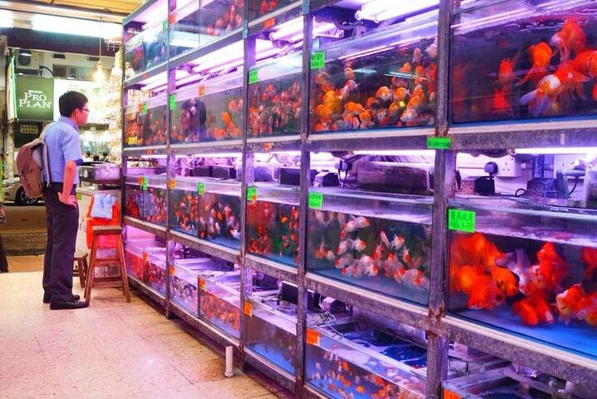 un bărbat care stă în fața rafturilor cu păsări într-un magazin