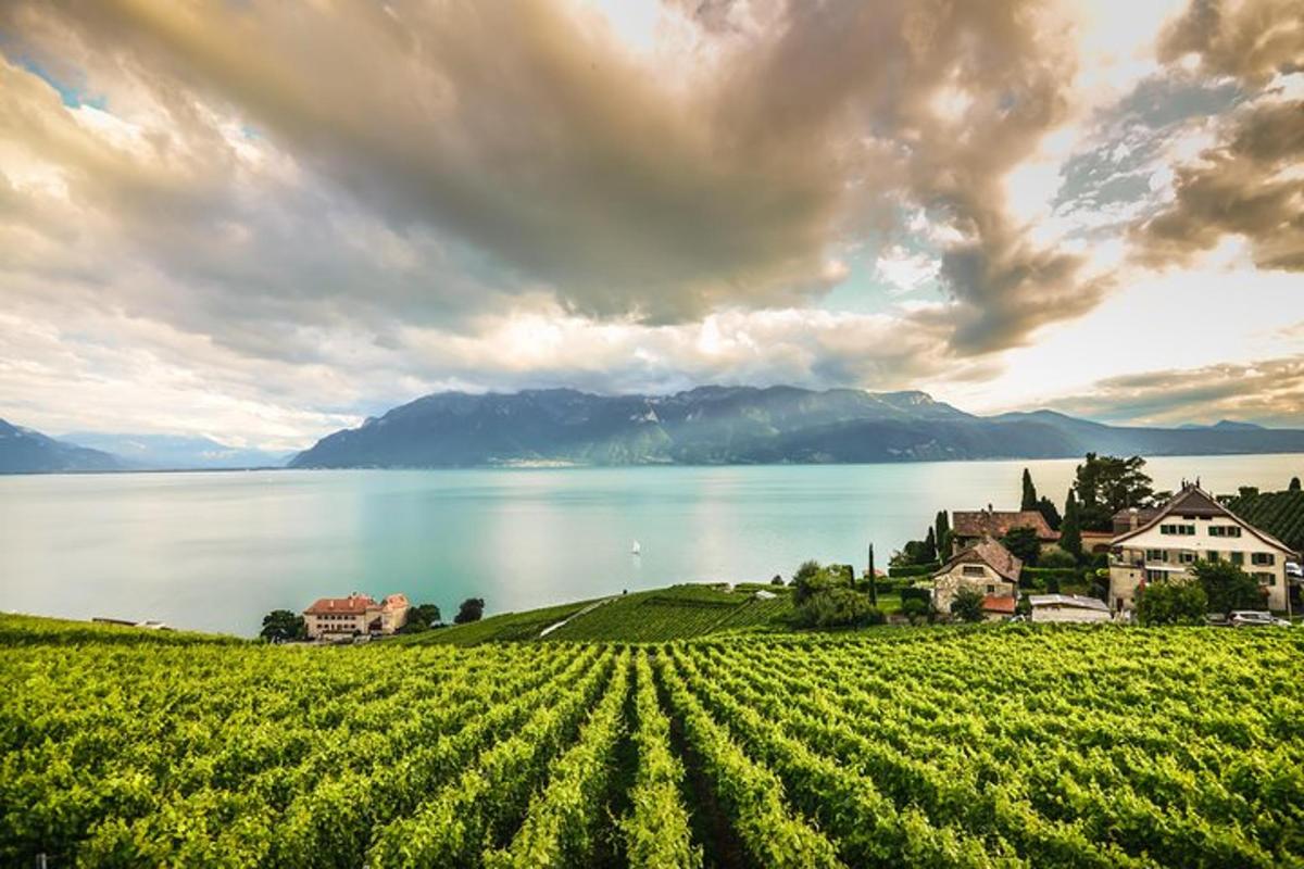 um grande campo de uvas próximo a um lago