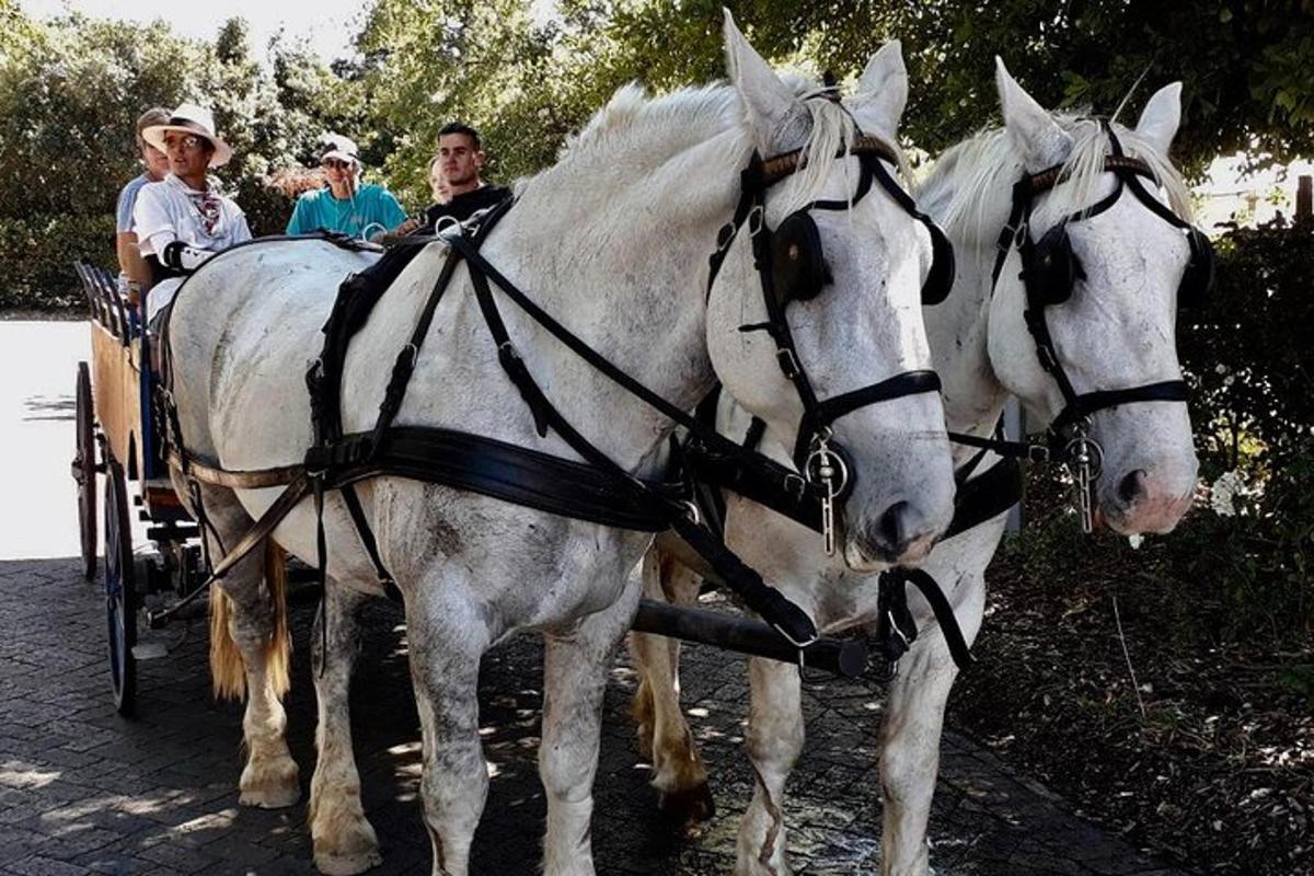 Lankytinos vietos ar pramogos nuotrauka numeris 7