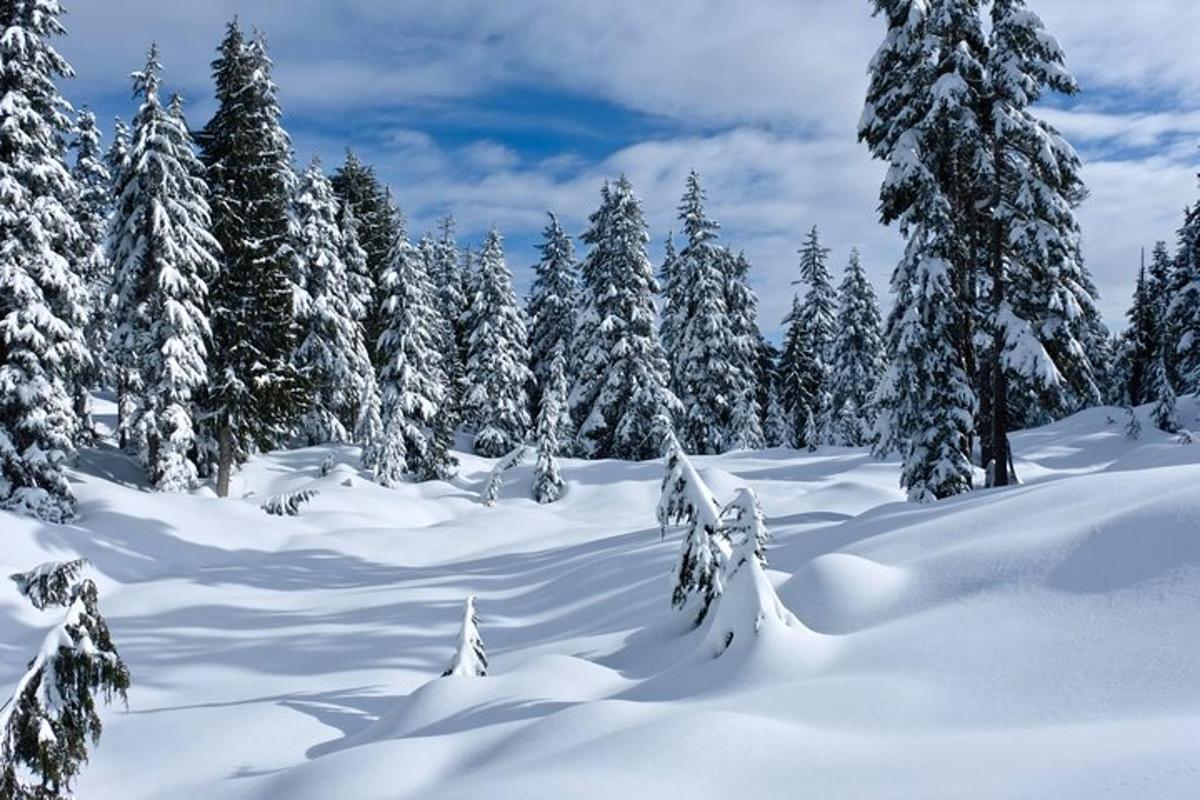 ein schneebedeckter Wald aus Bäumen mit schneebedeckten Ästen