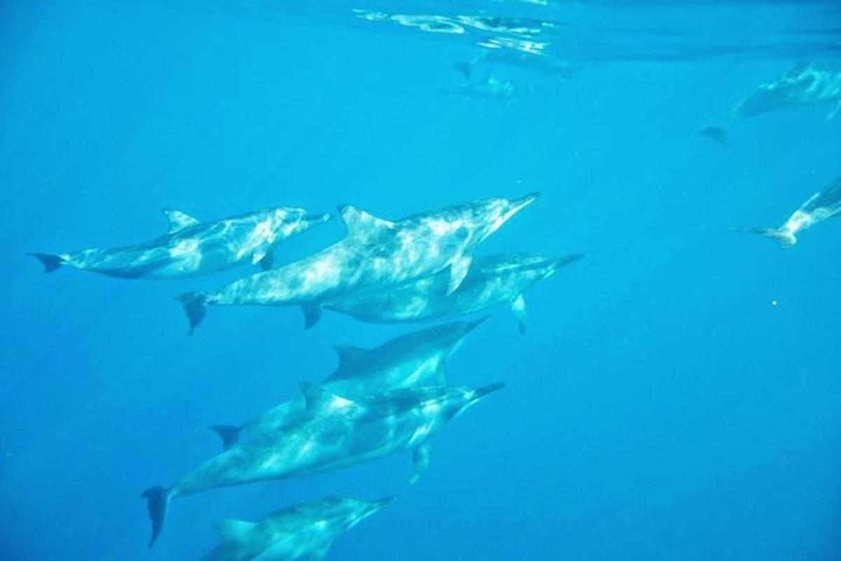 a group of dolphins swimming in the water