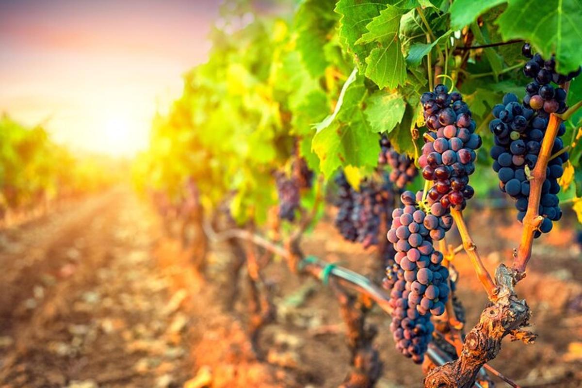 a bunch of grapes on a vine in a field